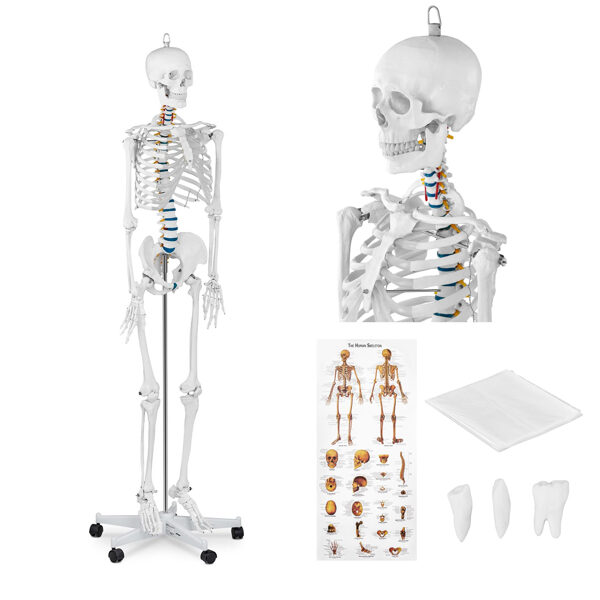 Anatomiska cilvēka skeleta modelis 176 cm + anatomiskais plakāts