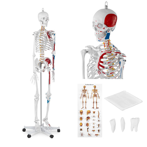 Anatomiska cilvēka skeleta modelis 180 cm + anatomiskais plakāts