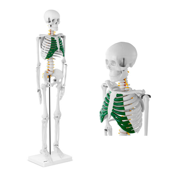 Anatomiska cilvēka skeleta modelis, 85 cm