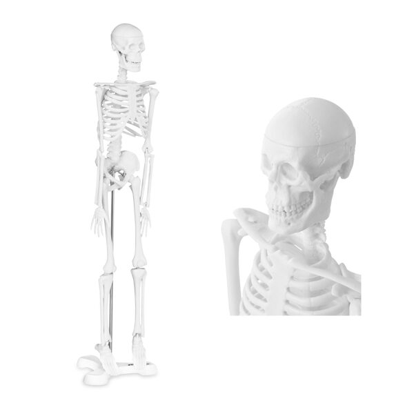 Anatomiska cilvēka skeleta modelis, 47 cm