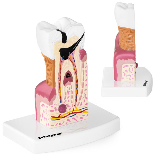 Anatomiska cilvēka slima zoba modelis, mērogs 6:1